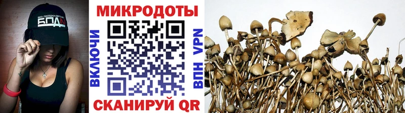 kraken как войти  Первомайск  Псилоцибиновые грибы Psilocybine cubensis 